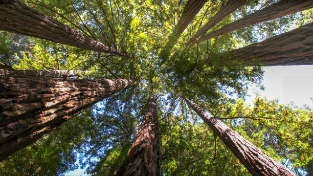 Best Fruit Tree Pruning  in Cedar Ridge, CA