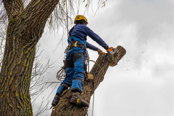 Best Palm Tree Trimming  in Cedar Ridge, CA