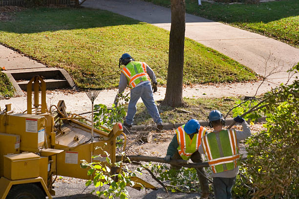 Best Emergency Tree Removal  in Cedar Ridge, CA