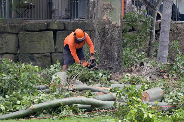 Best Commercial Tree Services  in Cedar Ridge, CA